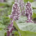 Incredibili benefici per la salute e usi del farfaraccio