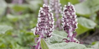 Incredibili benefici per la salute e usi del farfaraccio