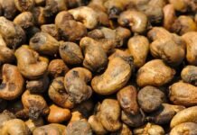 Benefici per la salute e valori nutrizionali degli anacardi